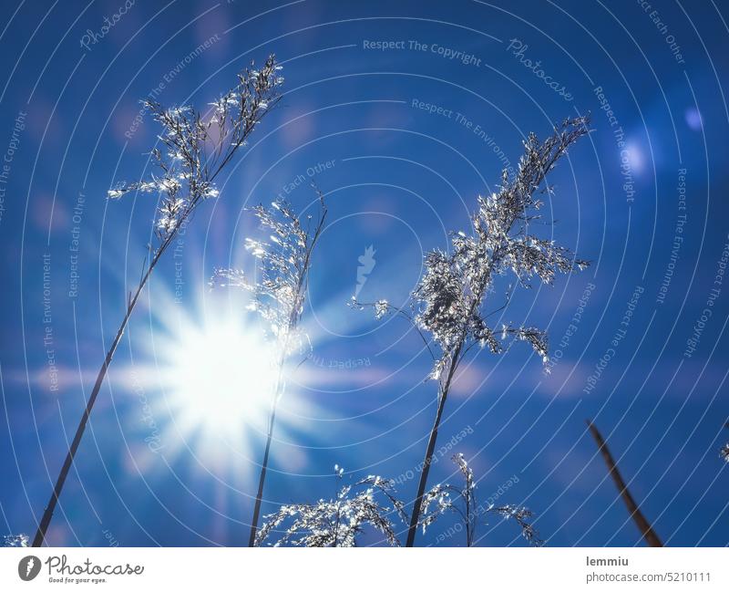 Reeds against the light Common Reed Sky Blue clear Exterior shot Back-light Sun Sunbeam reflection Nature Plant Cloudless sky Sunlight Beautiful weather Summer