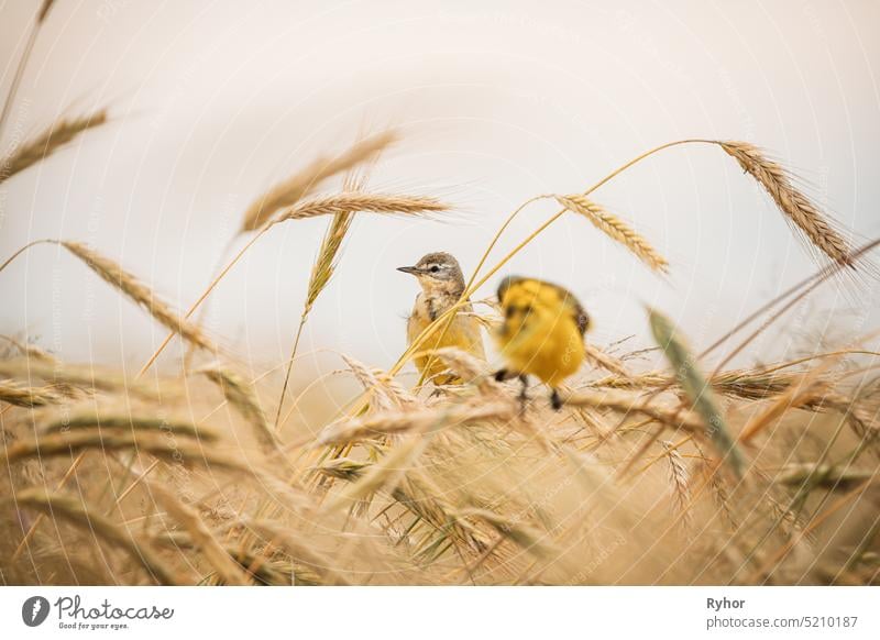 Western Yellow Wagtail. Motacilla Flava Is A Small Passerine In The Wagtail Family Motacillidae, Which Also Includes The Pipits And Longclaws. This Species Breeds In Much Of Temperate Europe And Asia. Belarus