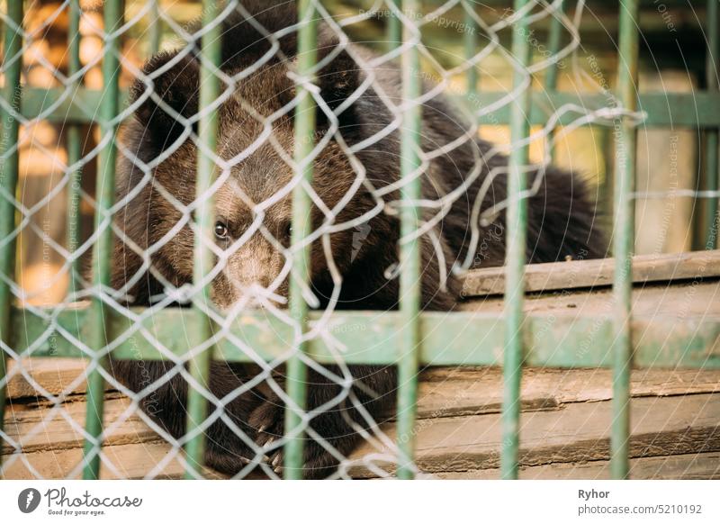 European Eurasian Brown Russian Bear Ursus Arctos Arctos In Cage. Small Teddy Bear Eurasian brown bear European bear European brown bear animal animal baby cage