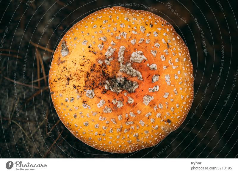 Close Up Of Amanita muscaria, commonly known as the fly agaric or fly amanita In Forest In Belarus nature belarus fungus mushroom autumn close detail europe