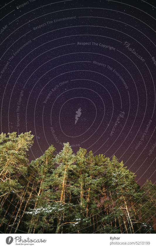 Night Starry Sky With Glowing Stars. Bright Glow Of Sky Stars Above Winter Pines Forest. Copy Space. Natural Night Time stars forest Vertical Shot backdrop