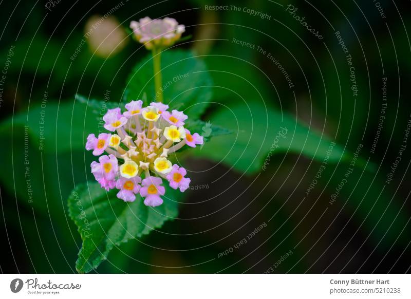 Blossom and leaves of the Wandelröschens before Bokeh background petals dark background with green Green Plant Yellow Close-up Garden naturally Exterior shot