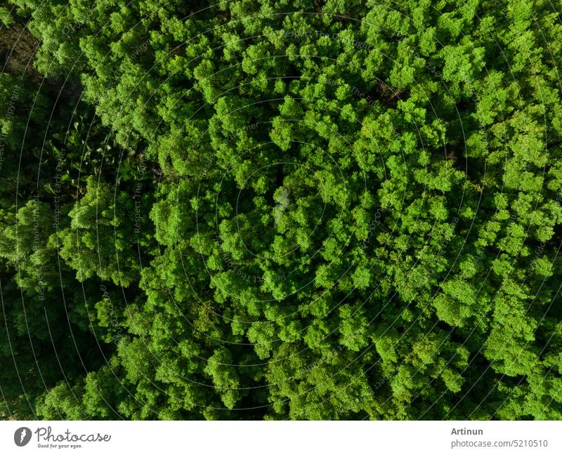 Aerial top view of mangrove forest. Drone view of dense green mangrove trees captures CO2. Green trees background for carbon neutrality and net zero emissions concept. Sustainable green environment.