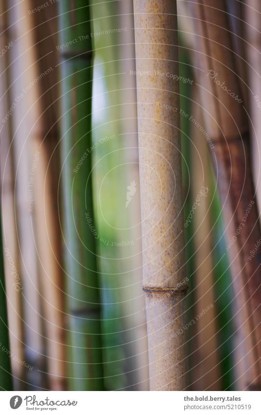 bamboo Bamboo Bamboo stick Green Plant Exterior shot Colour photo Day