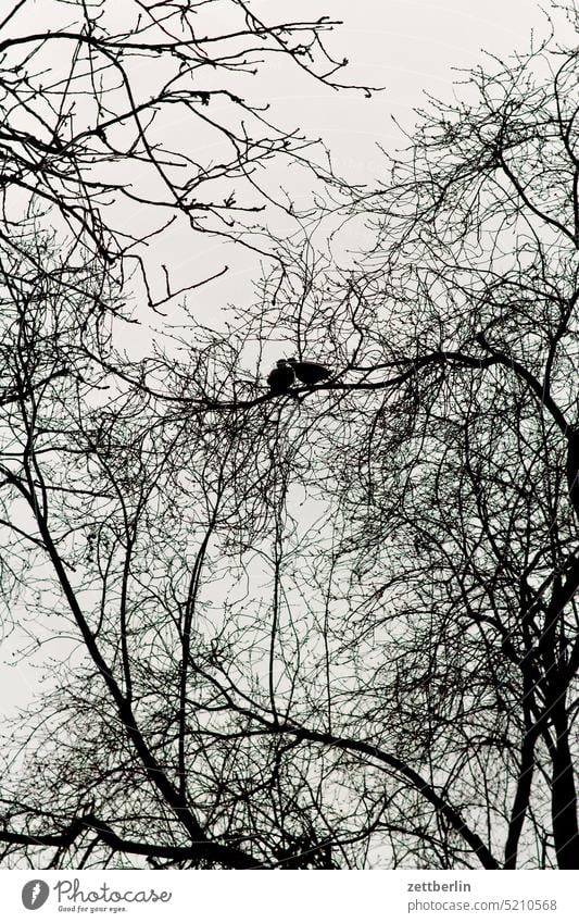 Two pigeons in spring Evening Branch Tree Dark Twilight Relaxation holidays Spring Garden undergrowth Branchage Sky Deserted neighbourhood Nature Plant