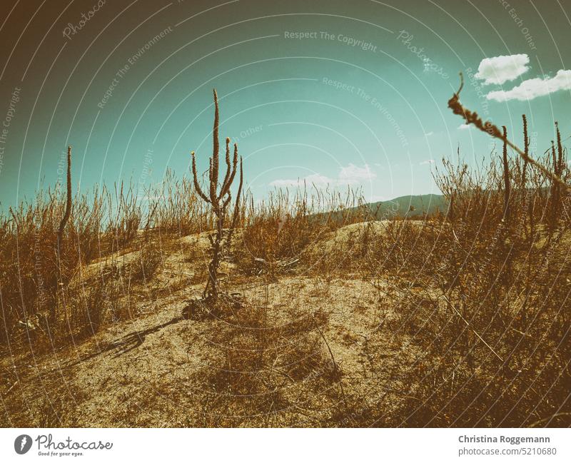 Cactus Plants on Beach Dunes in Southern Italy Calabria puglia Vintage Exterior shot country hike travel destination italian new places vacation italy