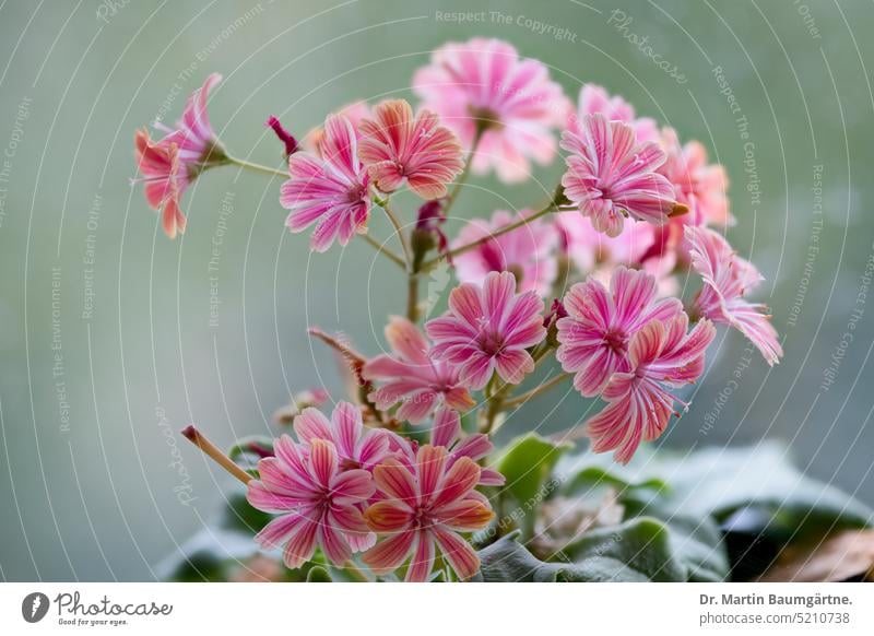 Bitterroot, Lewisia cotyledon, flowering plant bitterbur inflorescence inflorescences Blossom blossoms Blossoming succulent Plant Garden form red-purple flowers