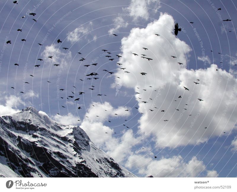 birds Bird Clouds Sky Mountain Snow Rock Flying