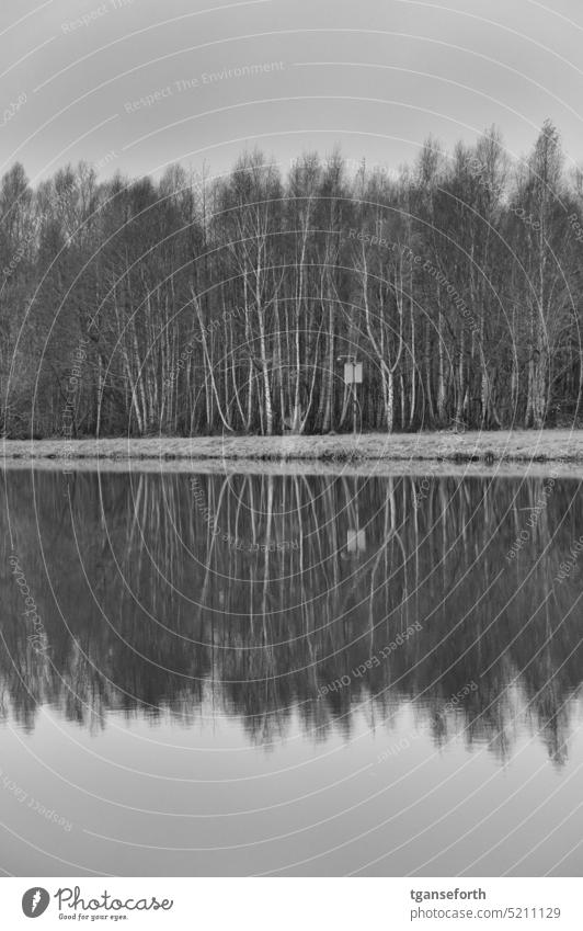 mirrored birch trees in winter Water Birch tree Birch wood birches Reflection reflection Exterior shot Deserted River River bank Calm Landscape Forest Tree