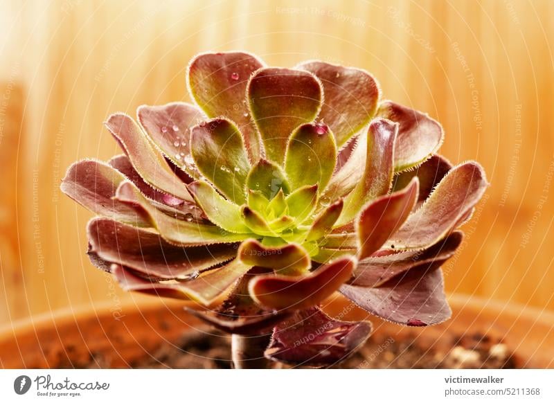 Succulent plant , common houseleek succulents studio shot copy space sempervivum decorative rain drops ornamental plant leaves succulent plant