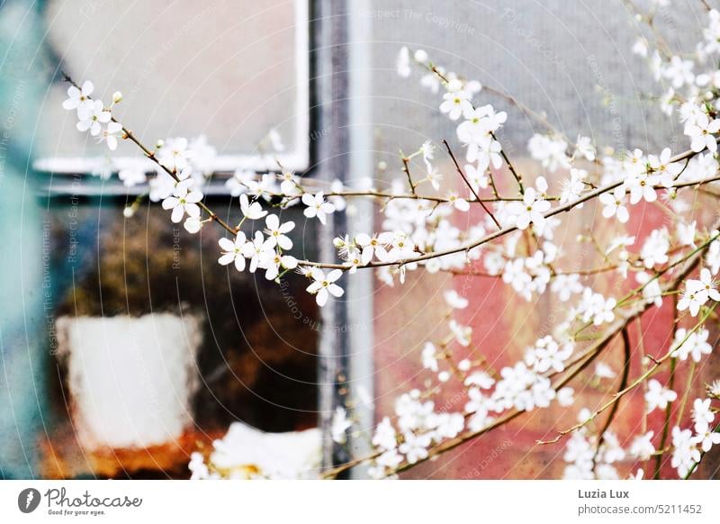 Branches full of white flowers in front of old nursery Delicate Mysterious Slice Window Window pane Market garden Bright Blossoming vernally shop window