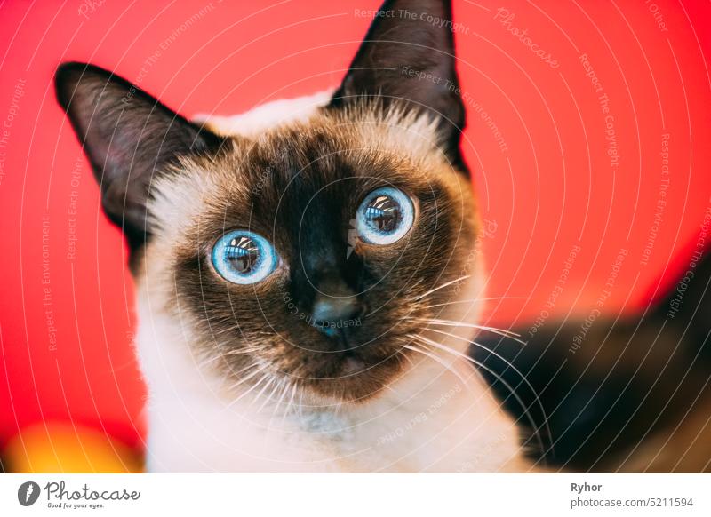 Close Up Portrait Of Mekong Bobtail Cat Kitten At Blurred Red Background. Funny Close Up Mekong Bobtail Cat one hair mammal fluffy portrait kitten close up