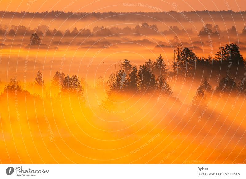 Amazing Sunrise Light Above Misty Landscape. Scenic View Of Foggy Morning In Misty Forest Park Woods. Summer Nature Of Eastern Europe. Sunset Dramatic Sunray Light Sunbeam