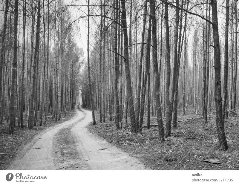 dead wood Forest fire loss tree trunks Coniferous forest Coniferous trees Landscape Burnt Disaster charred Ashes Wilderness Damage Destroy Wood Threat