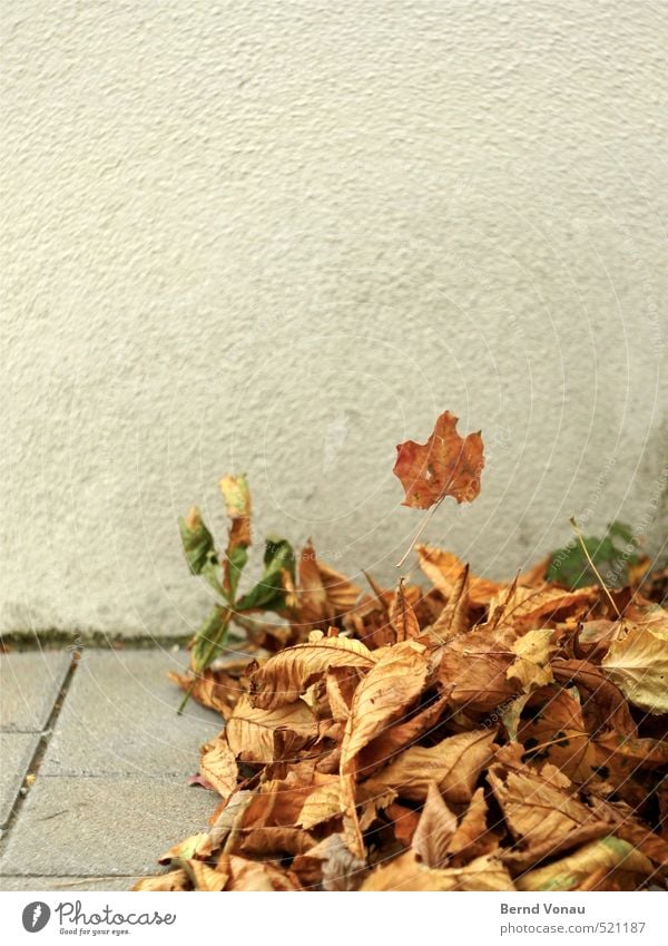 escape attempt Nature Autumn Leaf Downtown Wall (barrier) Wall (building) Street Brown Yellow Gold Gray Black Wind Autumn leaves Heap Departure Escape Above