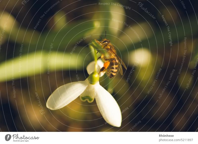 First bee collects pollen on the snowdrop Snowdrop Flower Bee Spring Nature Exterior shot Colour photo Macro (Extreme close-up) Deserted Spring fever Blossom