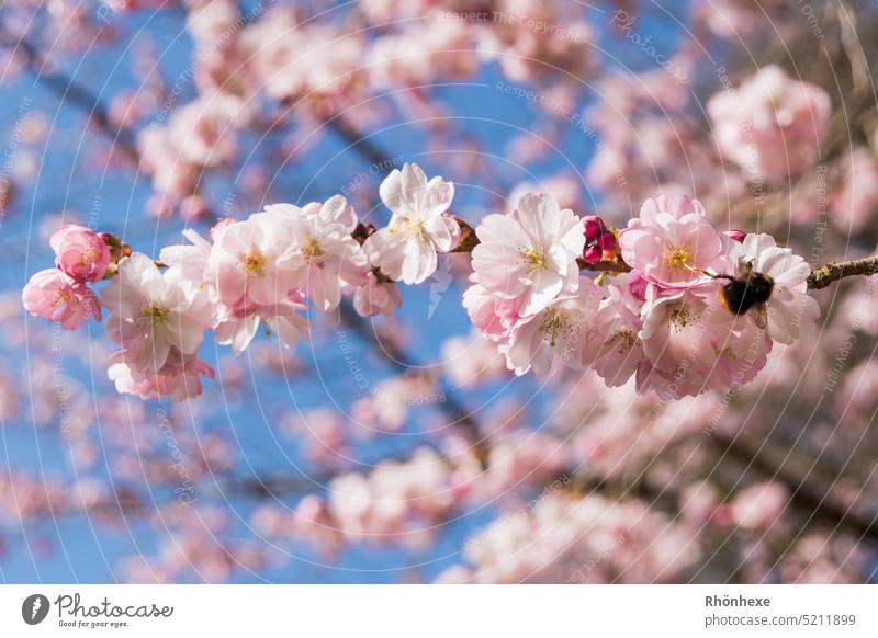 spring Spring Nature Blossom Tree Exterior shot Cherry blossom Pink Blossoming Colour photo Deserted Shallow depth of field Close-up Spring fever Cherry tree