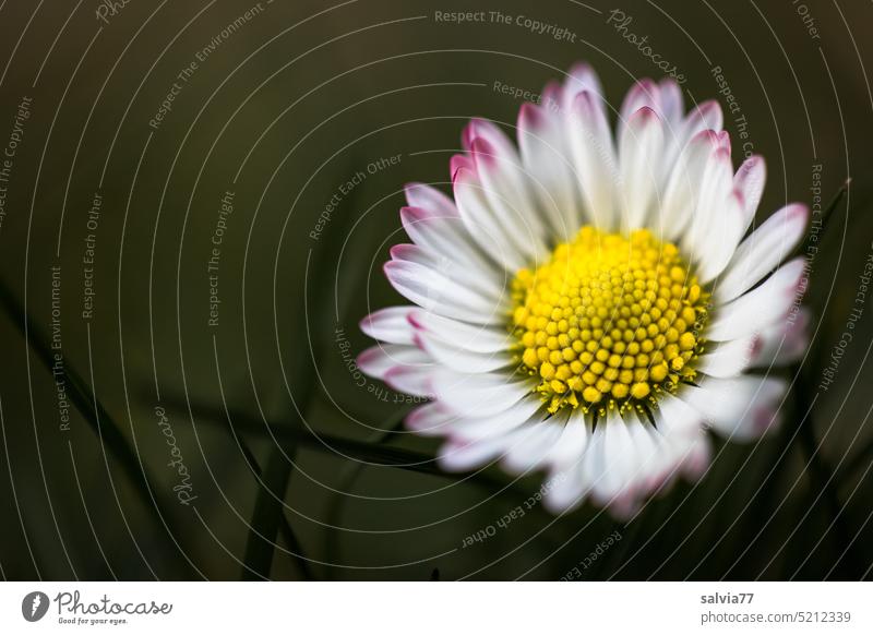 small flower very big Made to measure Thousand Beautiful Daisy Bellis Macro (Extreme close-up) Bellis perennis Blossom Flower Spring Close-up Colour photo