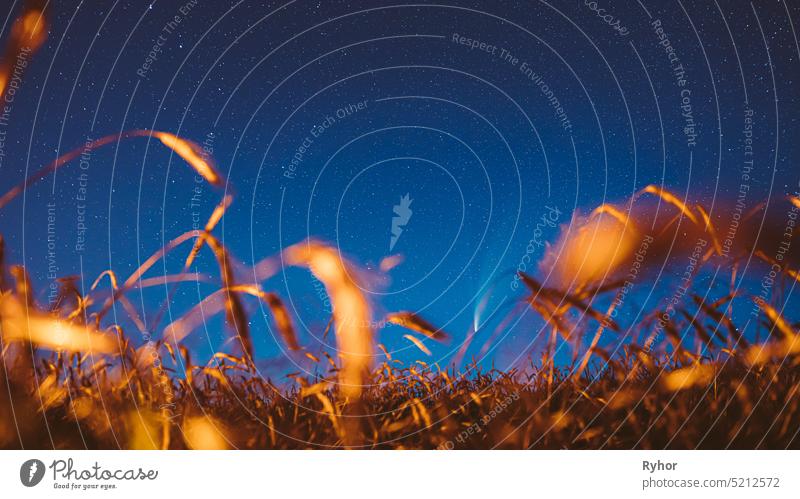 Belarus. 17 July 2020. Comet Neowise C 2020 F3 Shines Bright In The Night Starry Sky Above Young Wheat Field. Night Stars Above Summer Agricultural Field In July Month. Comet At A Distance Of 104 Million Kilometres