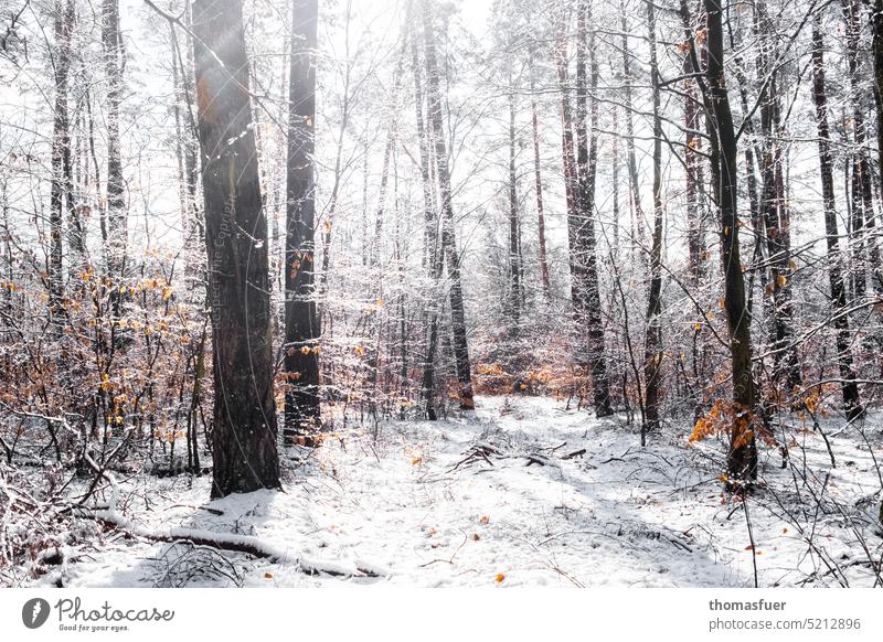 March winter in the forest Forest Snow trees Sun leaves Shadow Light reflexes Environment Nature Winter Back-light off forest path Seasons Schorfheide Uckermark