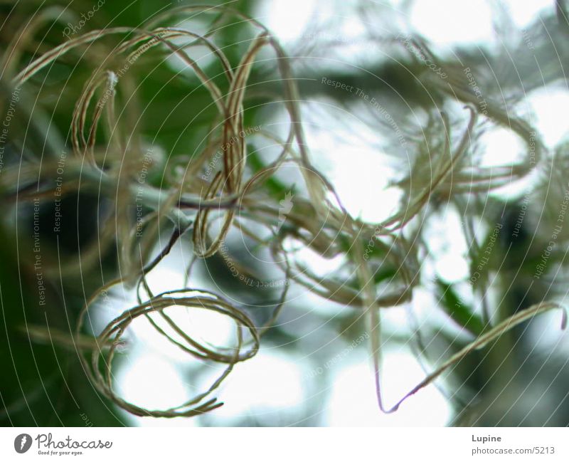 Strange Curls Plant Abstract Nature