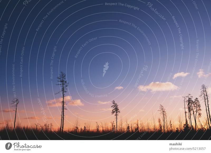 Dead dryed forest with sunset on background. Ecology problems, climate change concept. Nature damaged by human. tree dead environment nature wood destruction