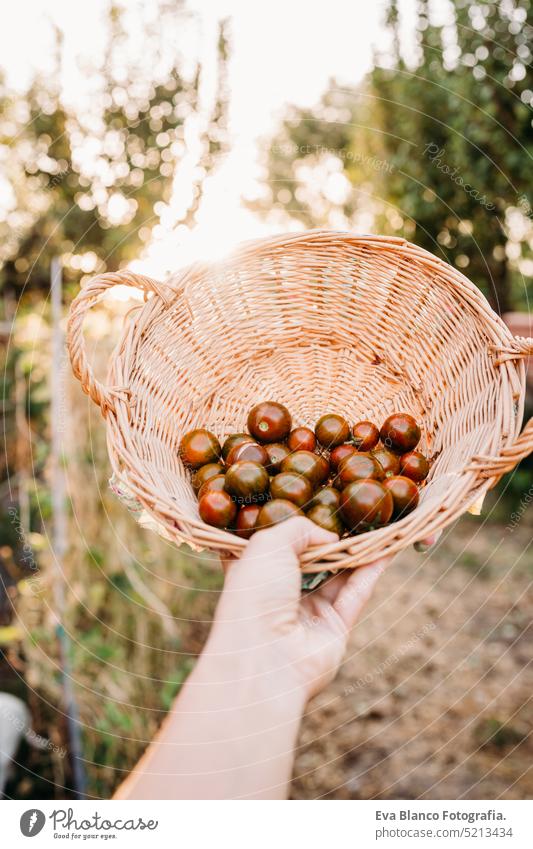 unrecognizable woman hand holding basket of tomatoes at vegetable garden in greenhouse home sunset sustainability sustainable lifestyle alternative lifestyle