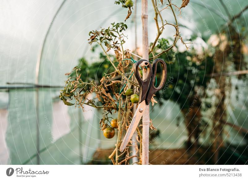 tomatoes growing at vegetable garden in backyard home at sunset. nobody. self sufficiency concept greenhouse sustainability sustainable lifestyle