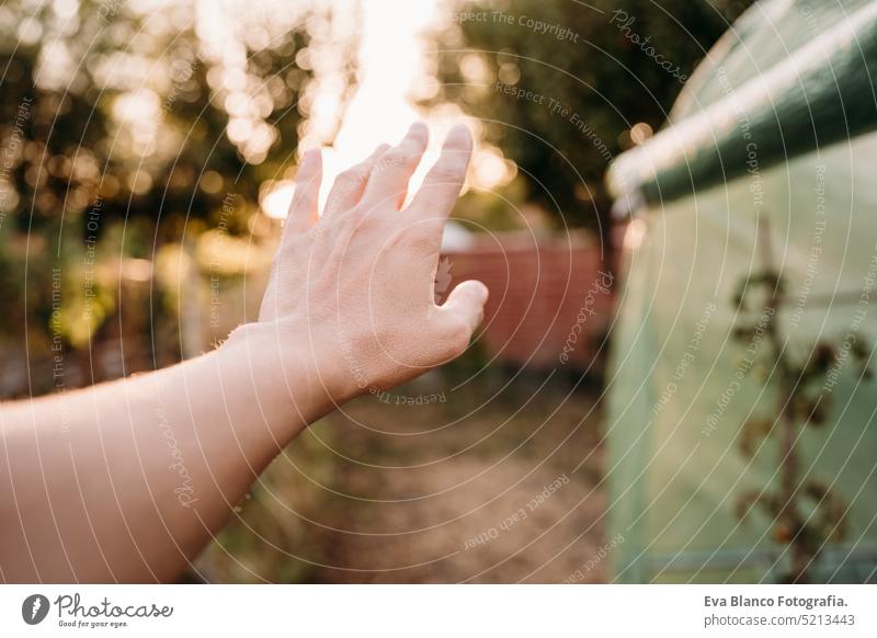 unrecognizable woman hand at vegetable garden greenhouse at sunset. self sufficiency concept home sustainability sustainable lifestyle alternative lifestyle