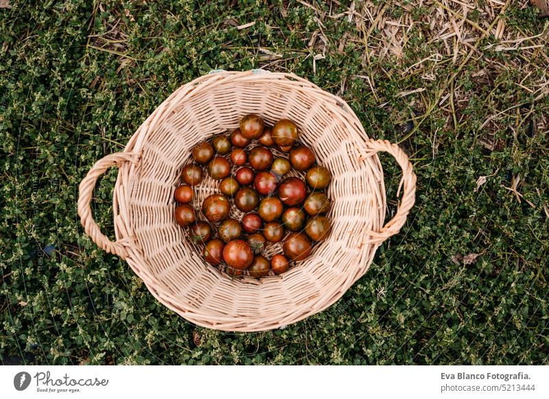 basket of tomatoes at vegetable garden greenhouse at sunset. self sufficiency concept home sustainability sustainable lifestyle alternative lifestyle