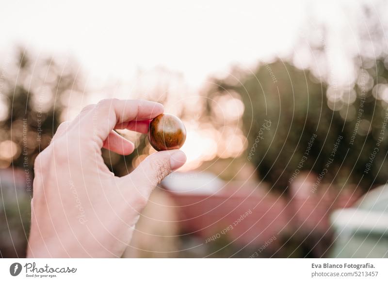 unrecognizable woman hand holding cherry tomatoes at vegetable garden in greenhouse home sunset sustainability sustainable lifestyle alternative lifestyle