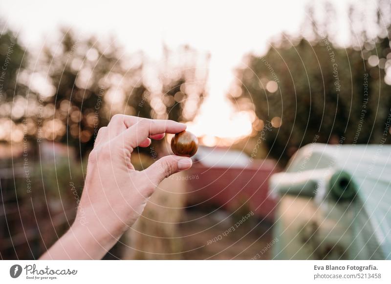 unrecognizable woman hand holding cherry tomatoes at vegetable garden in greenhouse home sunset sustainability sustainable lifestyle alternative lifestyle