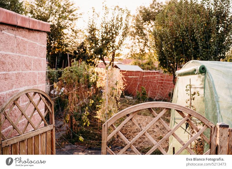 tomatoes growing at vegetable garden in backyard home at sunset. nobody greenhouse sustainability sustainable lifestyle alternative lifestyle communal garden