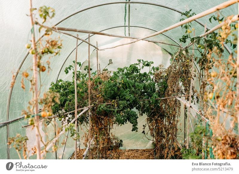 tomatoes growing at vegetable garden in backyard home at sunset. nobody. self sufficiency concept greenhouse sustainability sustainable lifestyle