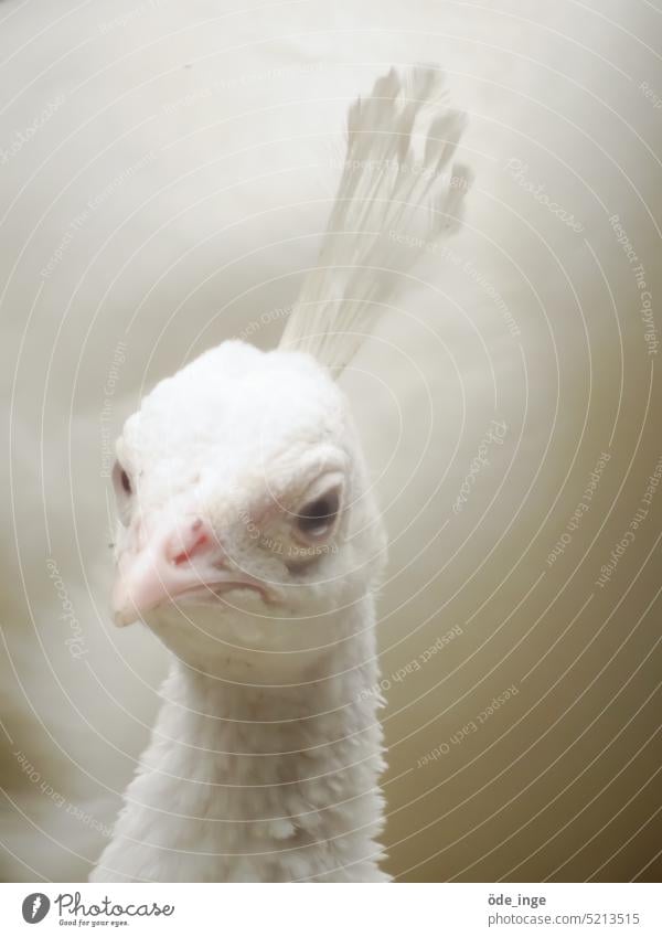 Siggi Siegbert, pale with envy white peacock Leucism Animal portrait Peacock Beauty & Beauty Bird Albino Splendid Graceful pretty Elegant Exotic Conceited