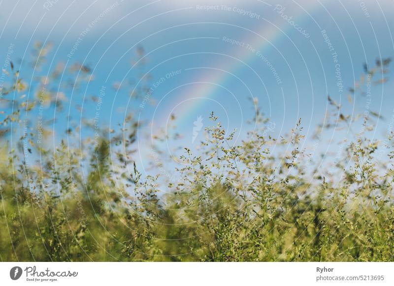 Green Grass Meadow Landscape In Summer Cloudy Day. Scenic Sky With Fluffy Clouds And Rainbow After Rain On Horizon sky summer background beautiful beginning