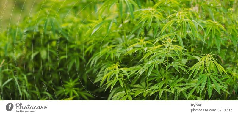 Legal Green Marijuana Cannabis Leaves Growing At Farm In Summer Day, Beautiful Cannabis Background. Cultivation Background. Marijuana Cultivation Green Lush Background Of Leaves. Young Cannabis Plant. Panorama, panoramic view.