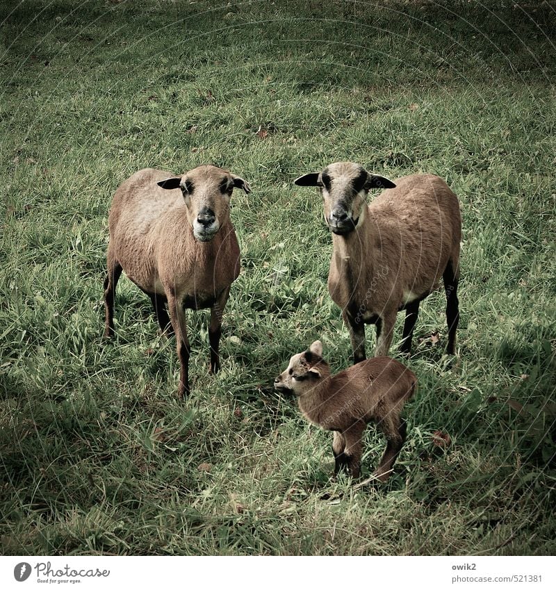 mind Grass Meadow Farm animal Sheep camera sheep 3 Animal Pair of animals Baby animal Animal family Observe Looking Stand Cute Together Responsibility Attentive