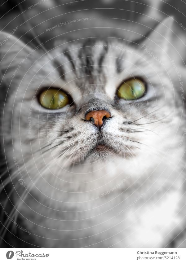 Grey tabby exotic shorthair cat with green eyes cat closeup cat nose cat snout cat eyes british shorthair cat mixed breed cat grey cat gray cat grey tabby cat