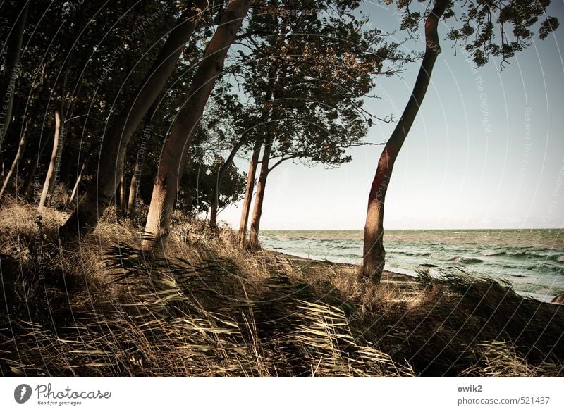 Windy coast Environment Nature Landscape Plant Cloudless sky Autumn Climate Beautiful weather Tree Grass Bushes Wild plant Wind cripple Waves Coast Beach Idyll