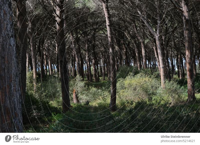 Thick pine forest in Sardinia pines Pineta trees Forest coast Undergrowth tight Jawbone Stone pine Mediterranean pine Sunlight Light Shadow Umbrella pine