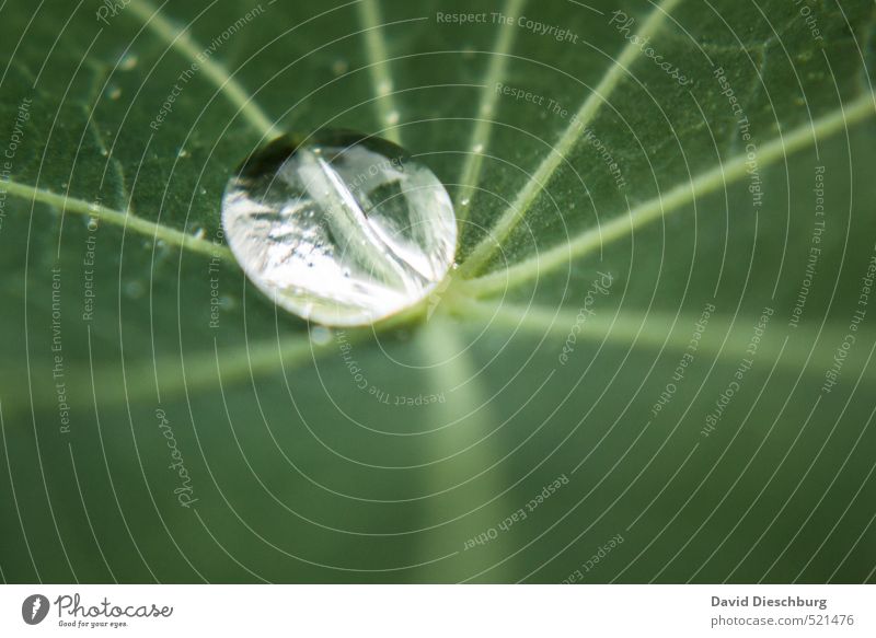 Pearl of nature Plant Animal Water Drops of water Spring Autumn Leaf Foliage plant Green Black White Silver Rachis Damp Glittering Wet Reflection