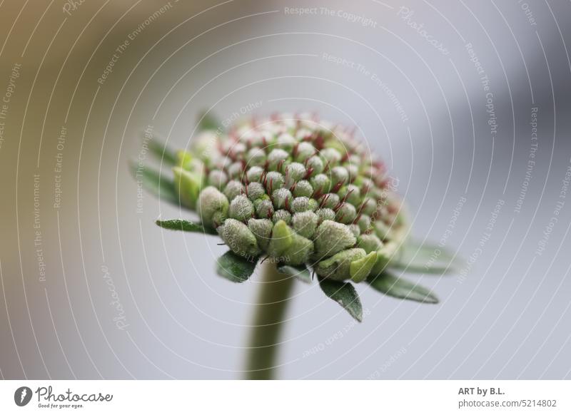 Beauty of nature blossoming Flower Scabiosa columbaria butterfley bud Close-up Noble Unique specimen Spring Season March April Garden Plant Nature Market garden