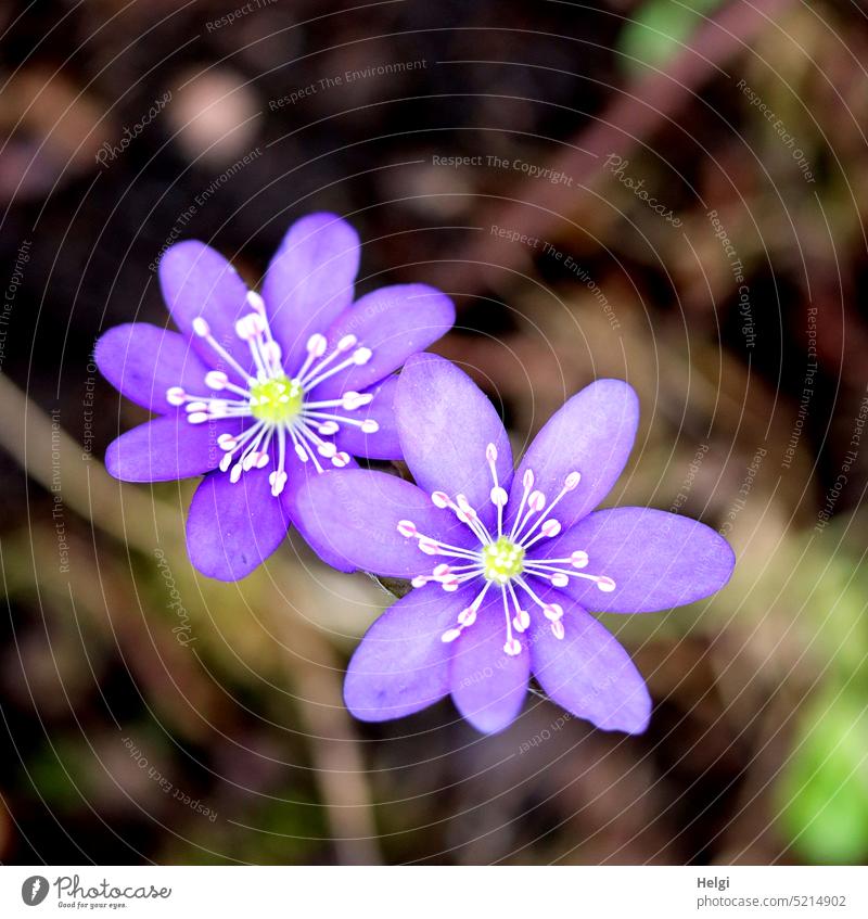 Liverwort in forest, close up Hepatica nobilis common liverwort Liverwort forest Flower Blossom Spring flowering plant Woodground foliage wax blossom