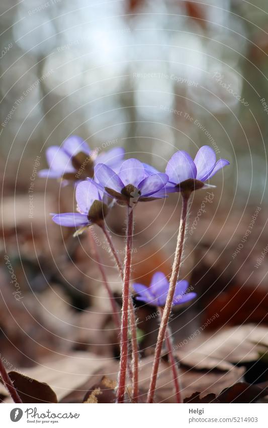 Liverworts in the forest Hepatica nobilis common liverwort Liverwort forest Flower Blossom Spring flowering plant Woodground foliage wax blossom