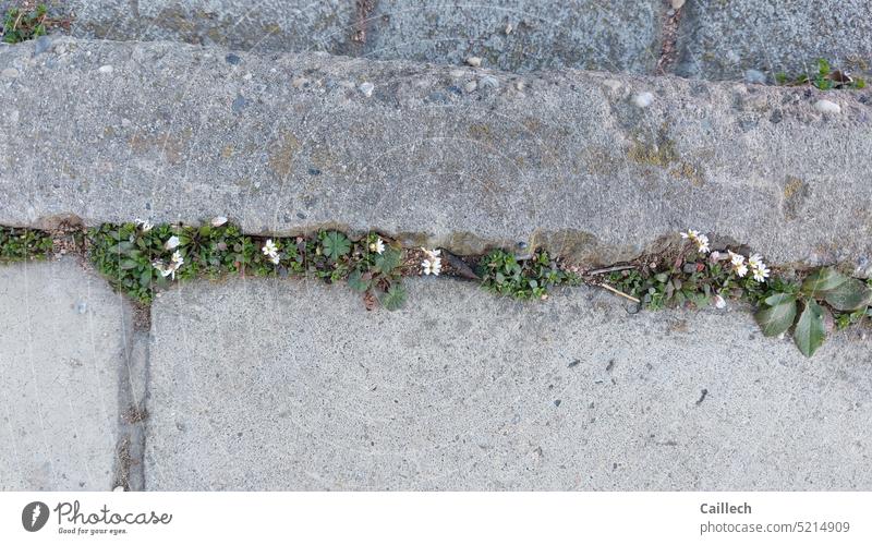 Tiny daisies Daisy, nature, outdoor, concrete, gray, Deserted Plant Growth Green Colour photo Day Nature Wild plant Summer Close-up naturally Exterior shot