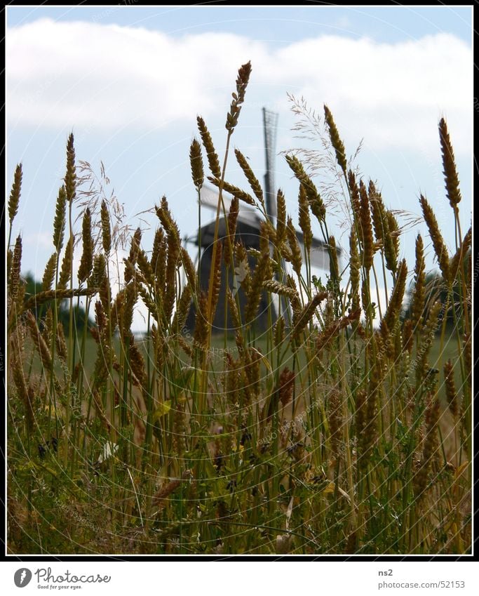 Windmills Field Open-air museum Detmold Mill Oats Wheat