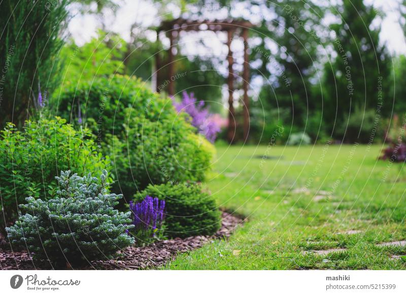 abies koreana "Icebreaker" planted with salvia in summer cottage garden. Wooden archway and stone curvy pathway. Rare dwarf conifers for collection. flower