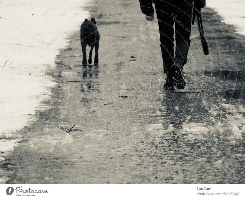 A team in wind and weather dogs master Pet To go for a walk Together Love of animals Friendship Attachment Dog Animal dog love at the same time in common