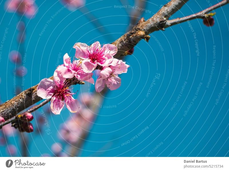 Blooming peach fruit flowers isolated against a turquoise sky background agriculture beautiful beauty bloom blooming blossom blue botany branch closeup color